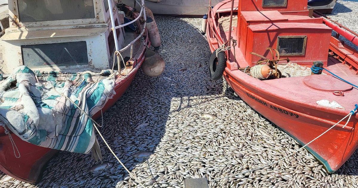 Dead fish clog waters around Greece's Volos port, as weather changes cause mass die-off and a "strong stench"